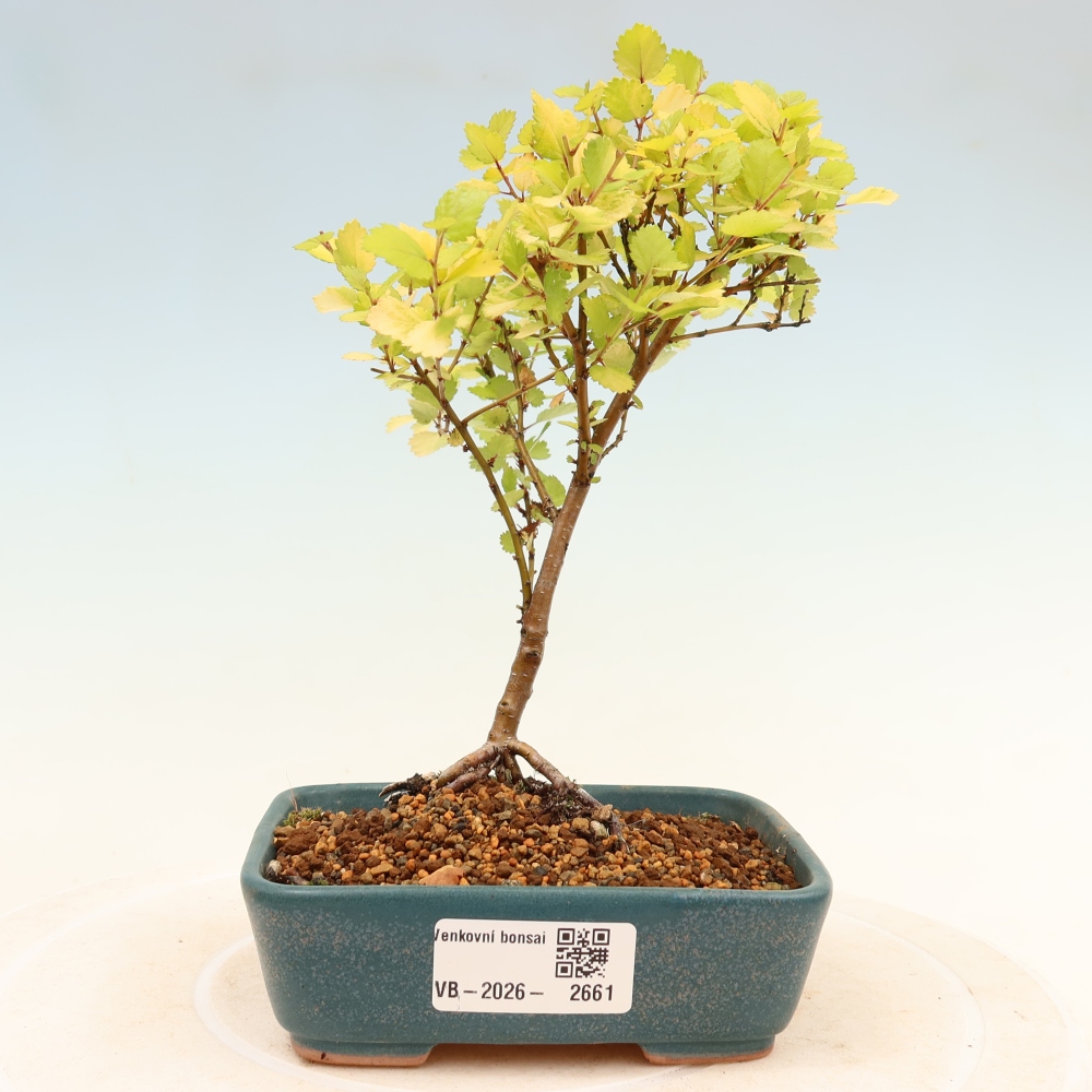 Bonsai ogrodowe – brzoza karłowata – Betula NANA Golden Treasure