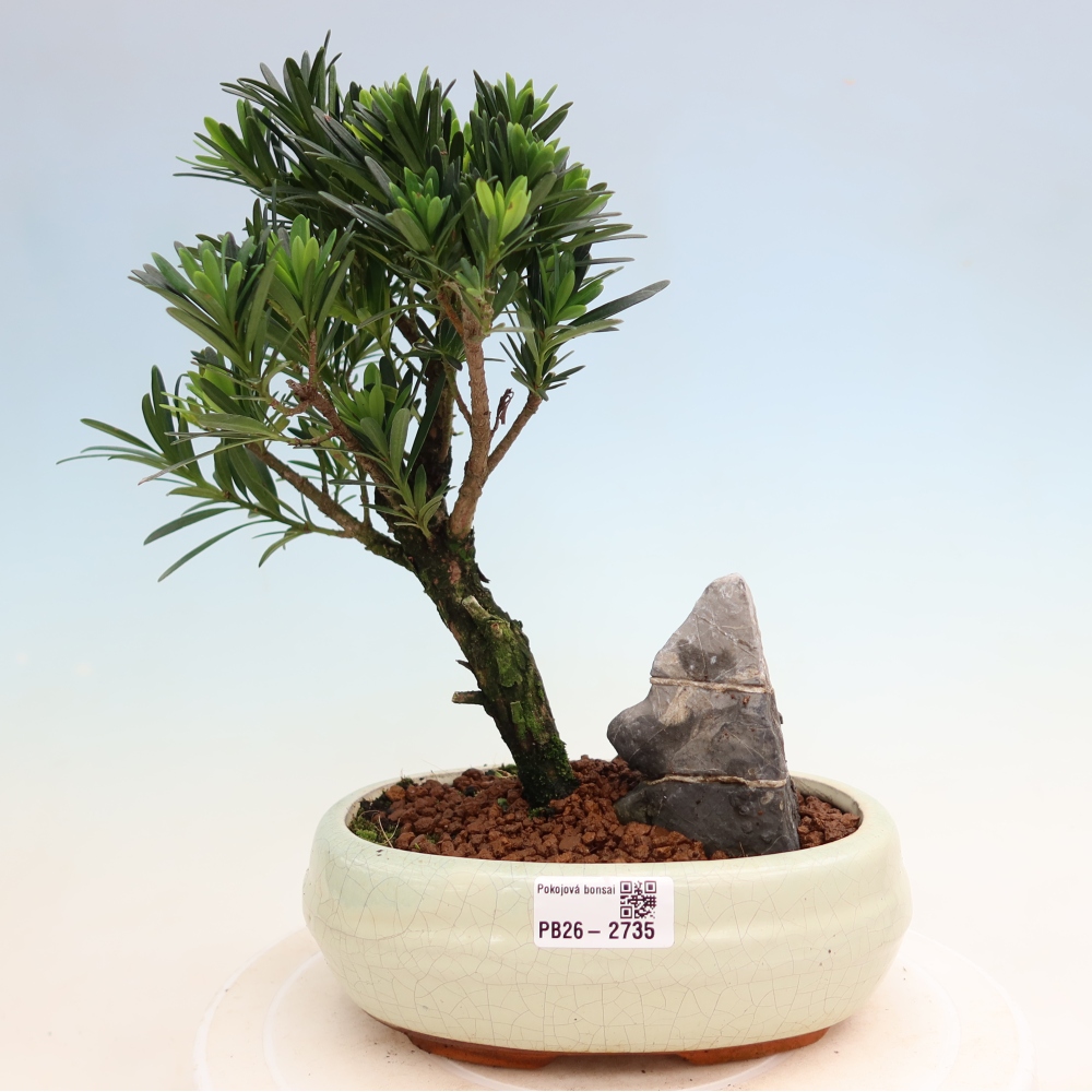 Pokój bonsai - Podocarpus - Kamienny cis