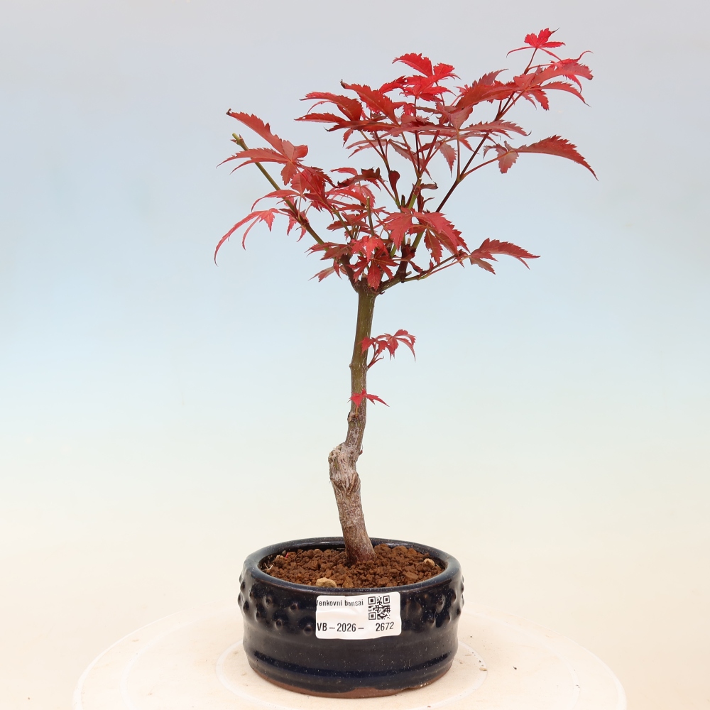 Bonsai na zewnątrz - Palma Acer. Atropurpureum-Javor palmate