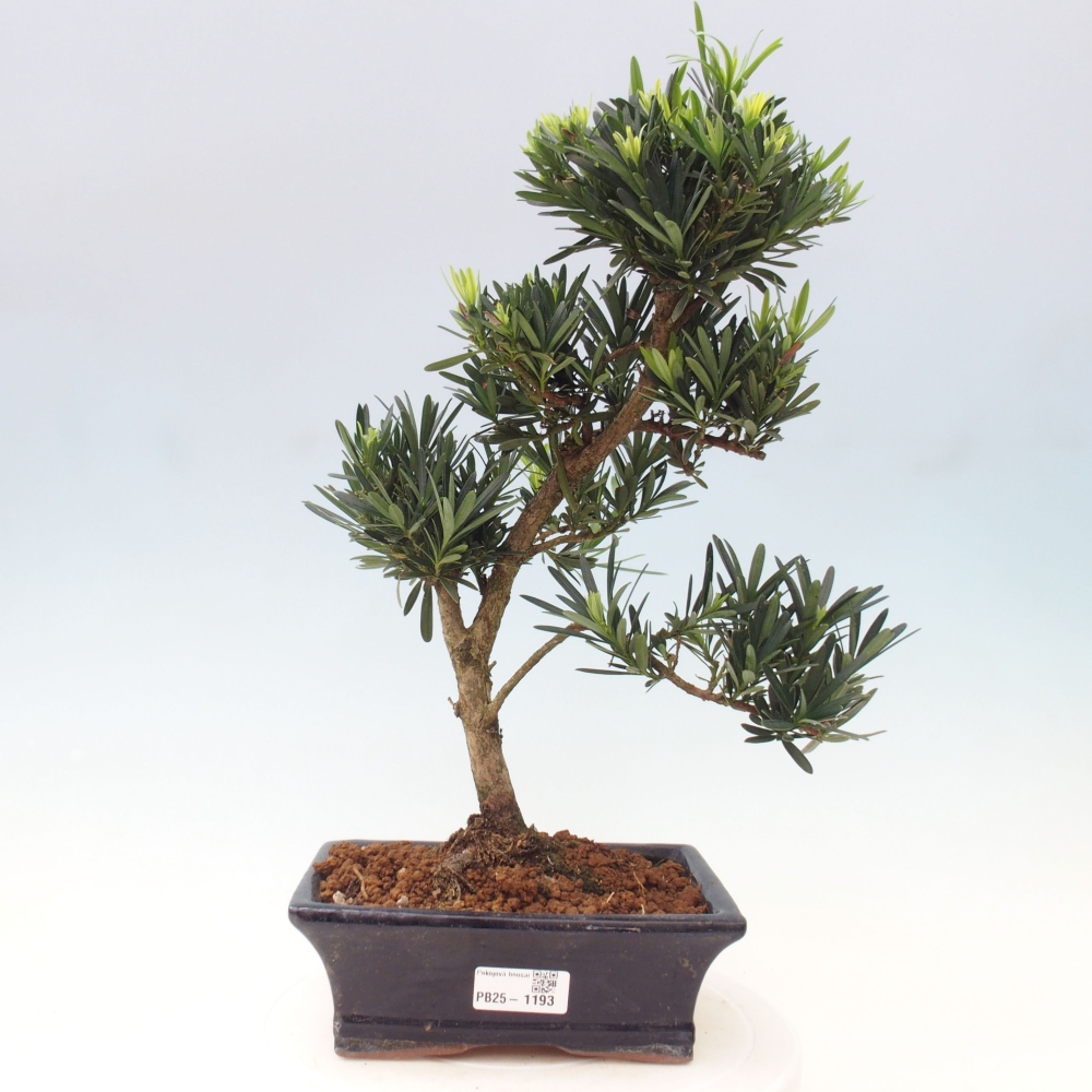 Kryty bonsai - Podocarpus - Kamienny tys