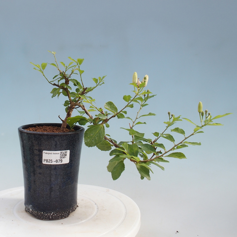 Kryty bonsai - Grewia occidentalis - Lawendowa gwiazda