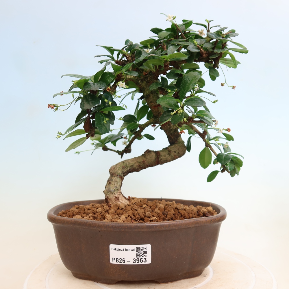 Bonsai pokojowe - Carmona macrophylla - Tea fuki