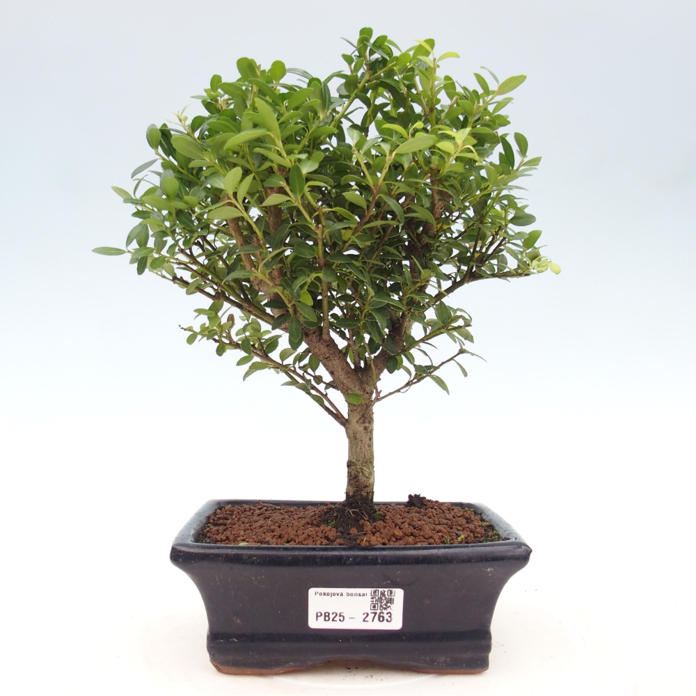 Kryty bonsai - Ilex crenata - Holly