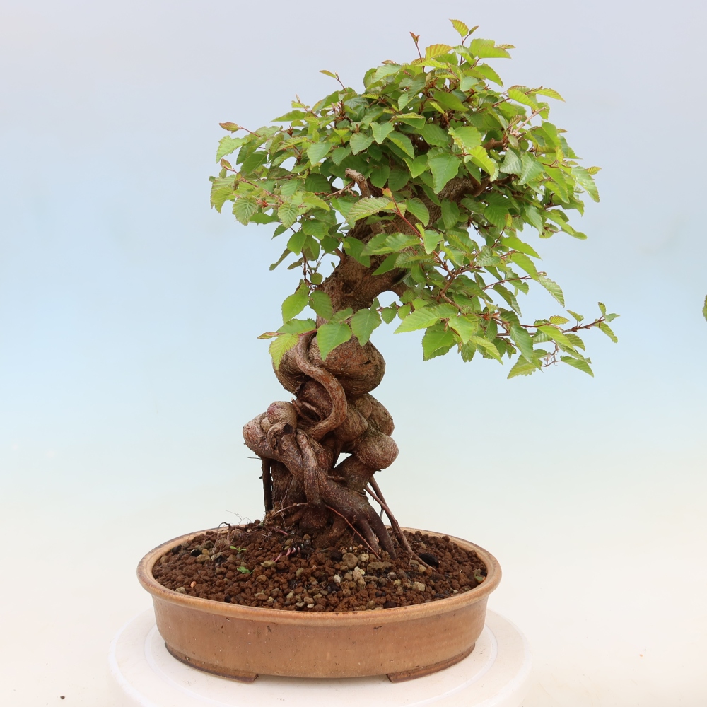 Outdoor bonsai - Carpinus coreana - grab koreański