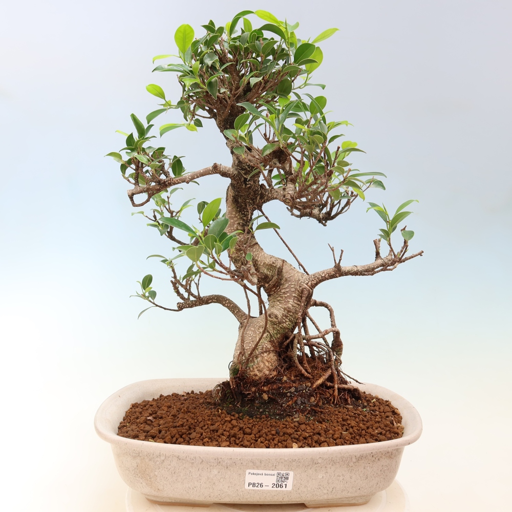 Pokój bonsai - Ficus kimmen - figowiec drobnolistny