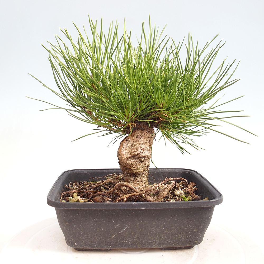 Outdoor bonsai - Pinus thunbergii - sosna Thunberga