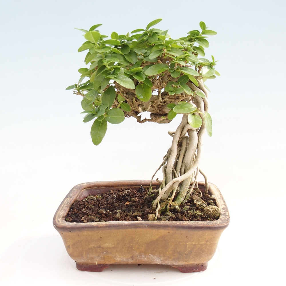 Bonsai wewnętrzne - Premna serratifolia - Kozlovon drobnolistny