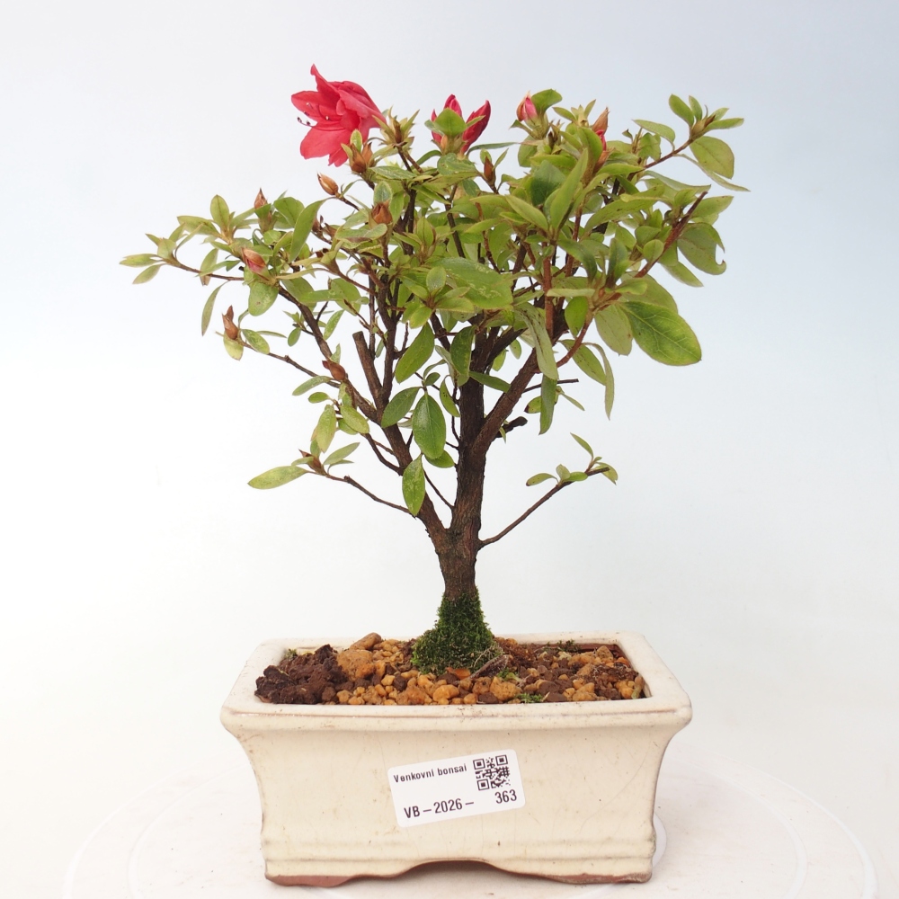 Outdoor bonsai - Azalia japońska - Azalea sp.