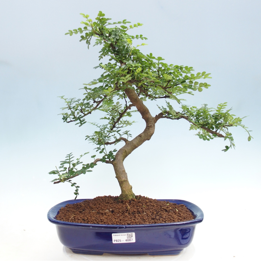 Pokój bonsai - Zantoxylum piperitum - drzewo pieprzowe