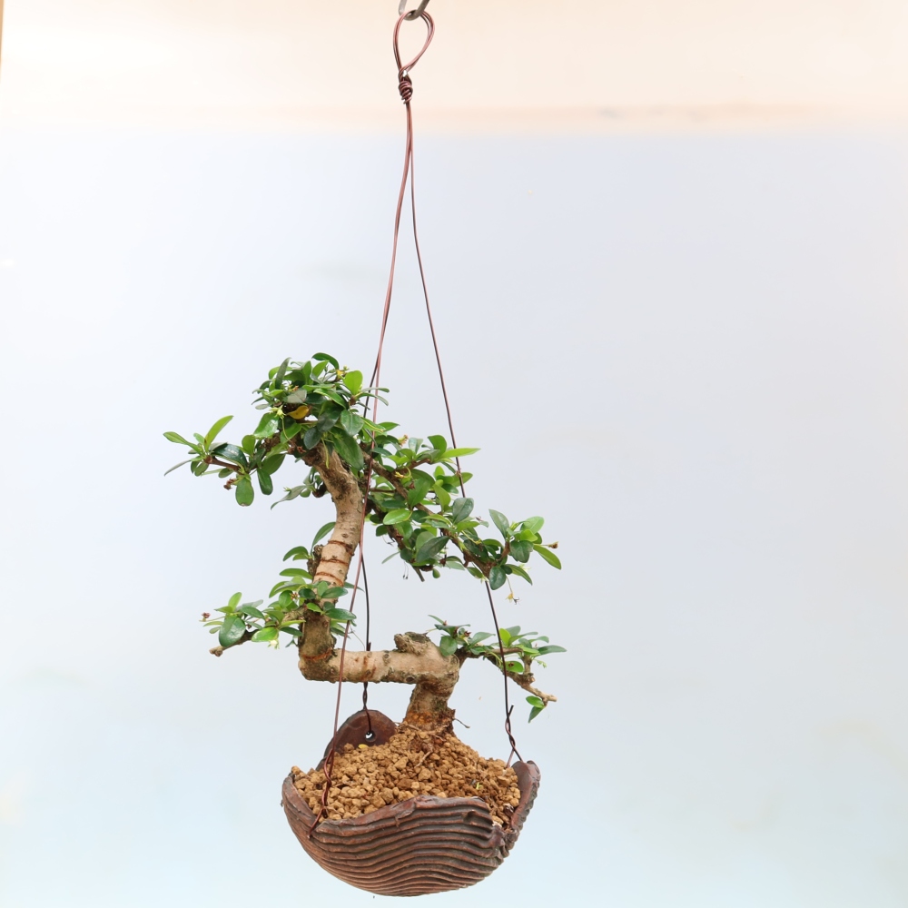 Kokedama w ceramicznej doniczce – Čaj-fuki – Carmona macrophylla