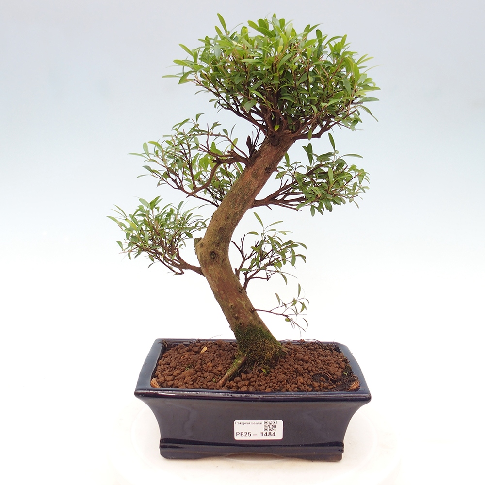 Pokój bonsai - Syzygium - Pimentovník