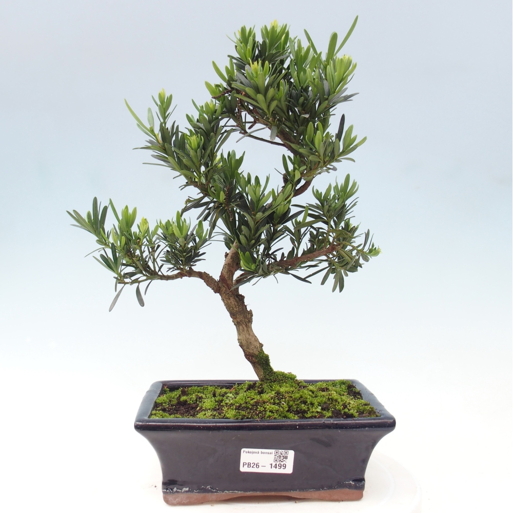 Pokój bonsai - Podocarpus - Kamienny cis