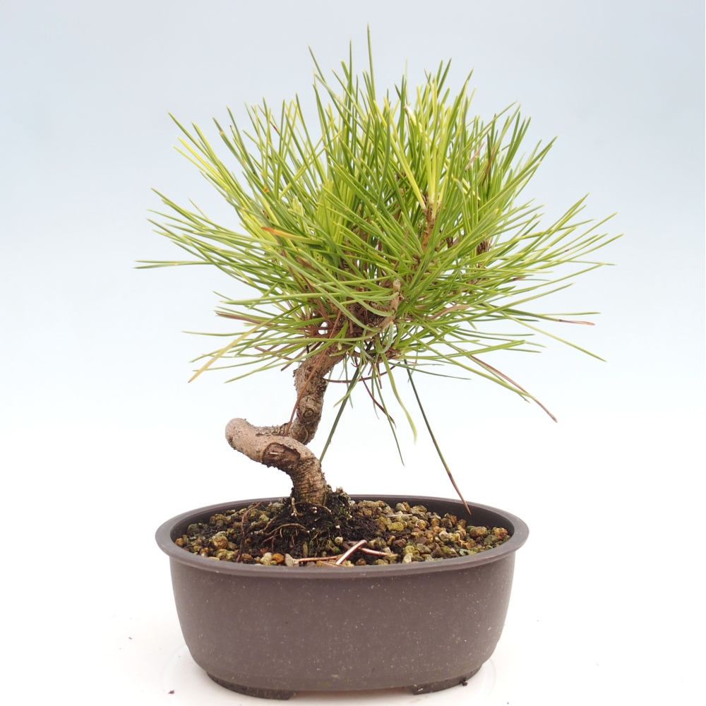 Bonsai ogrodowe - Pinus thunbergii - Sosna Thunbergia