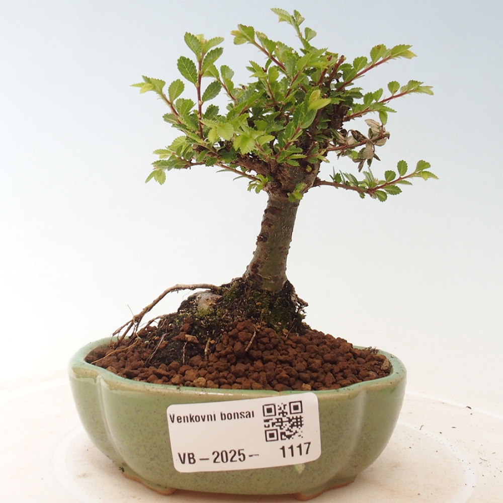 Bonsai zewnętrzne - Ulmus parvifolia Sagei - Wiąz drobnolistny