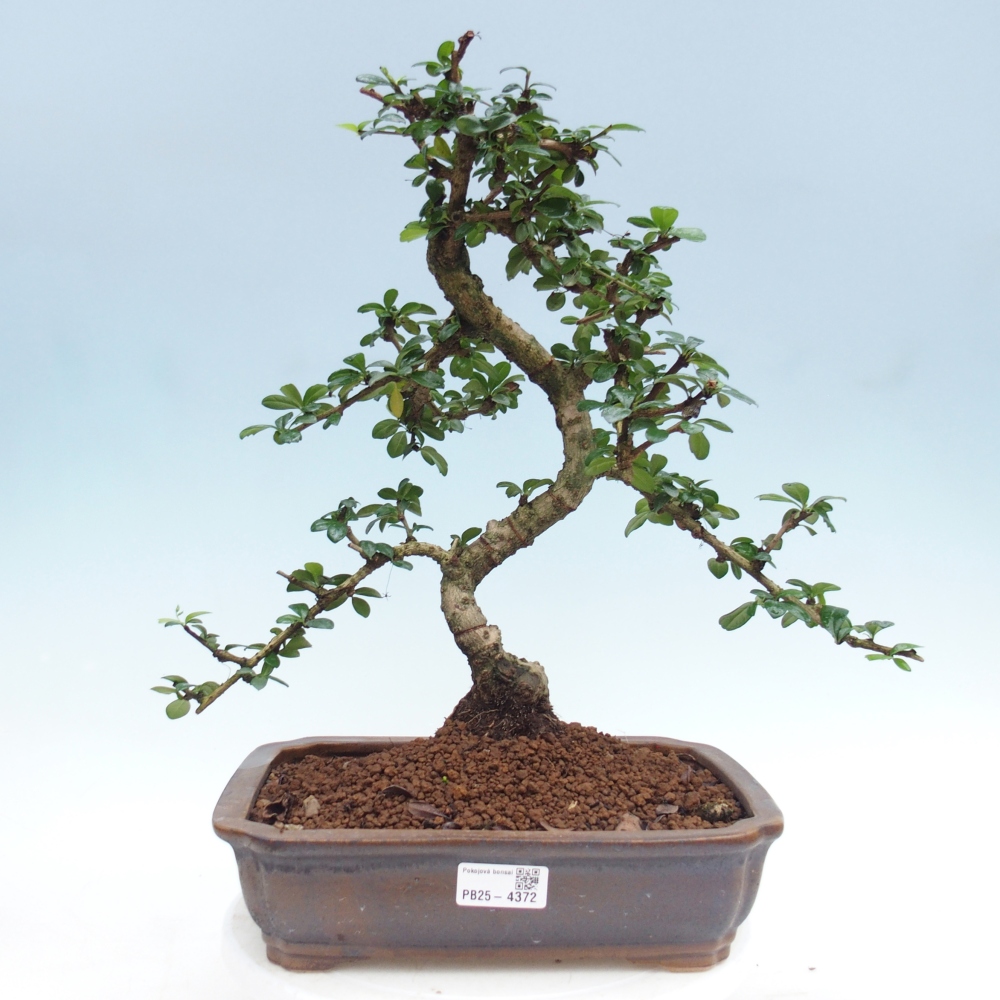 Bonsai pokojowe - Carmona macrophylla - Tea fuki