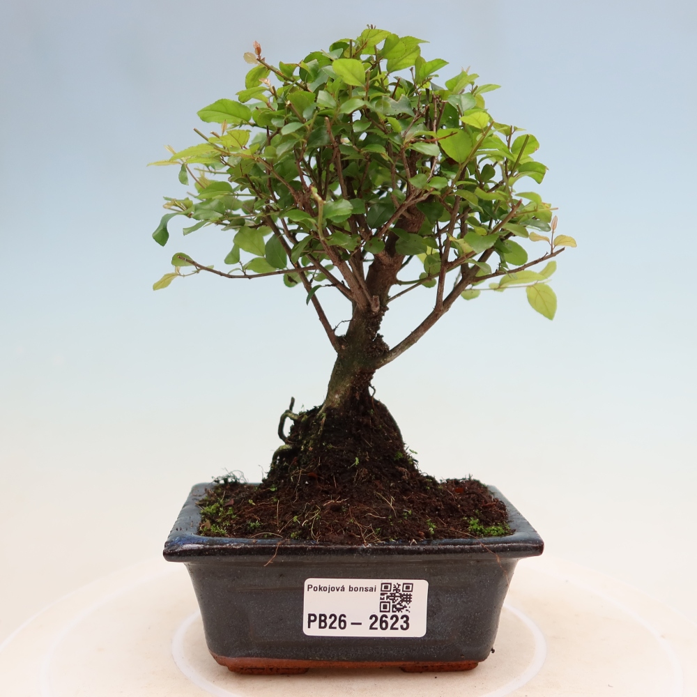 Bonsai pokojowe - Sageretia thea - Sageretia thea