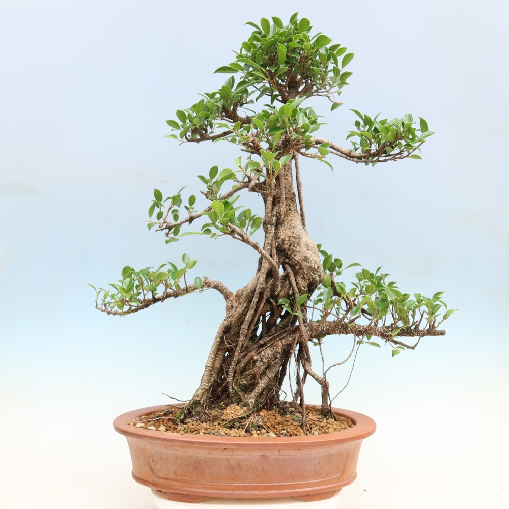 Pokój bonsai - Ficus kimmen - figowiec drobnolistny