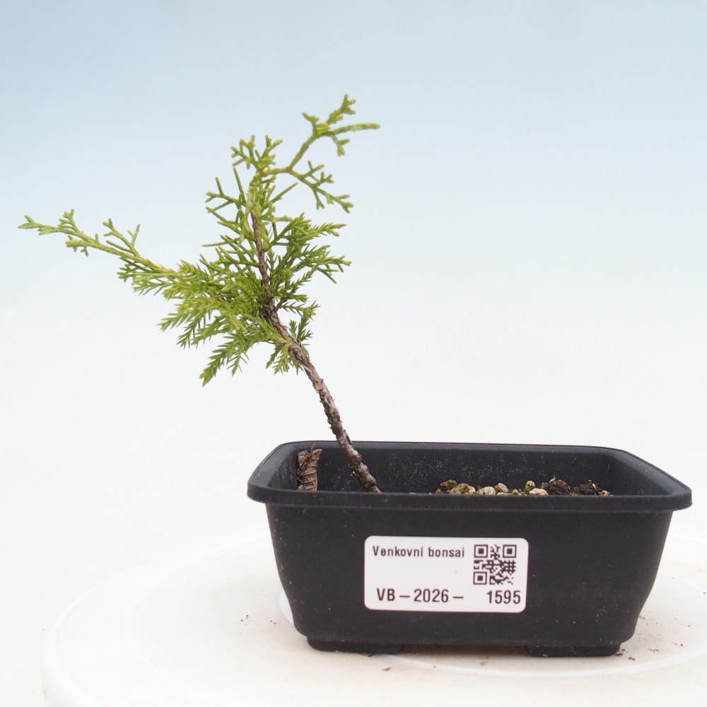 Outdoor bonsai - Juniperus chinensis Itoigawa
