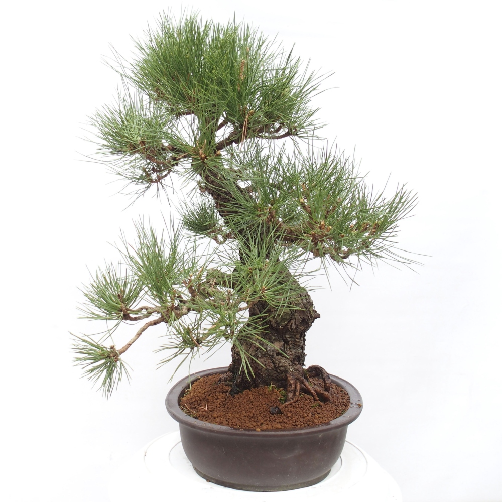 Bonsai ogrodowe - Pinus thunbergii - Sosna Thunberg