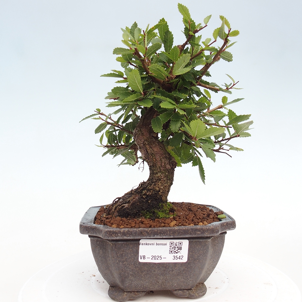 Bonsai zewnętrzne - Zelkova - Zelkova NIRE