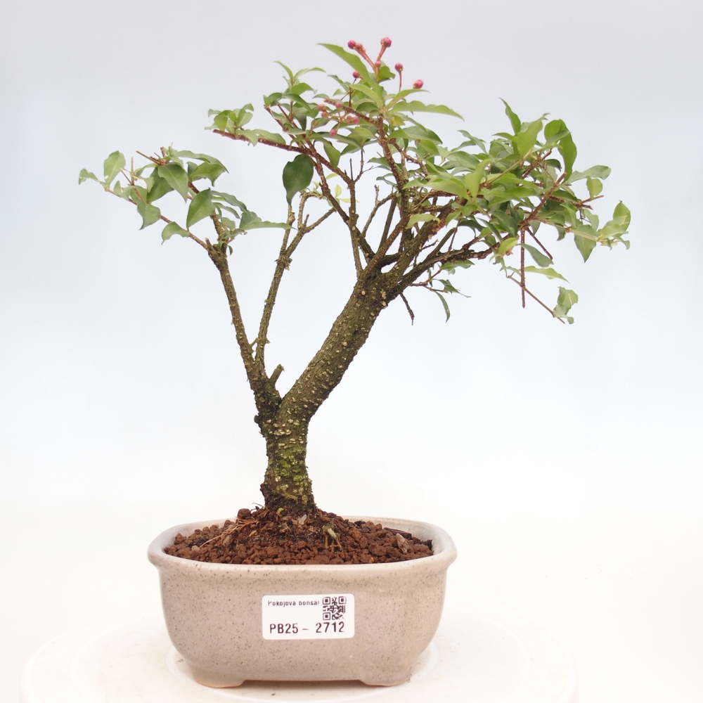 Bonsai pokojowe - Malpighia coccigera - Wiśnia Barbdorska