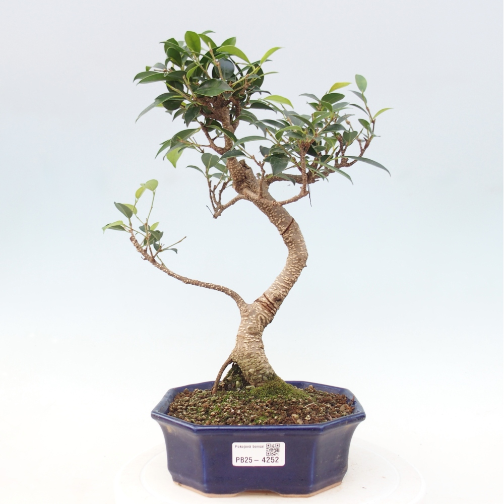 Pokój bonsai - Ficus retusa - figowiec drobnolistny