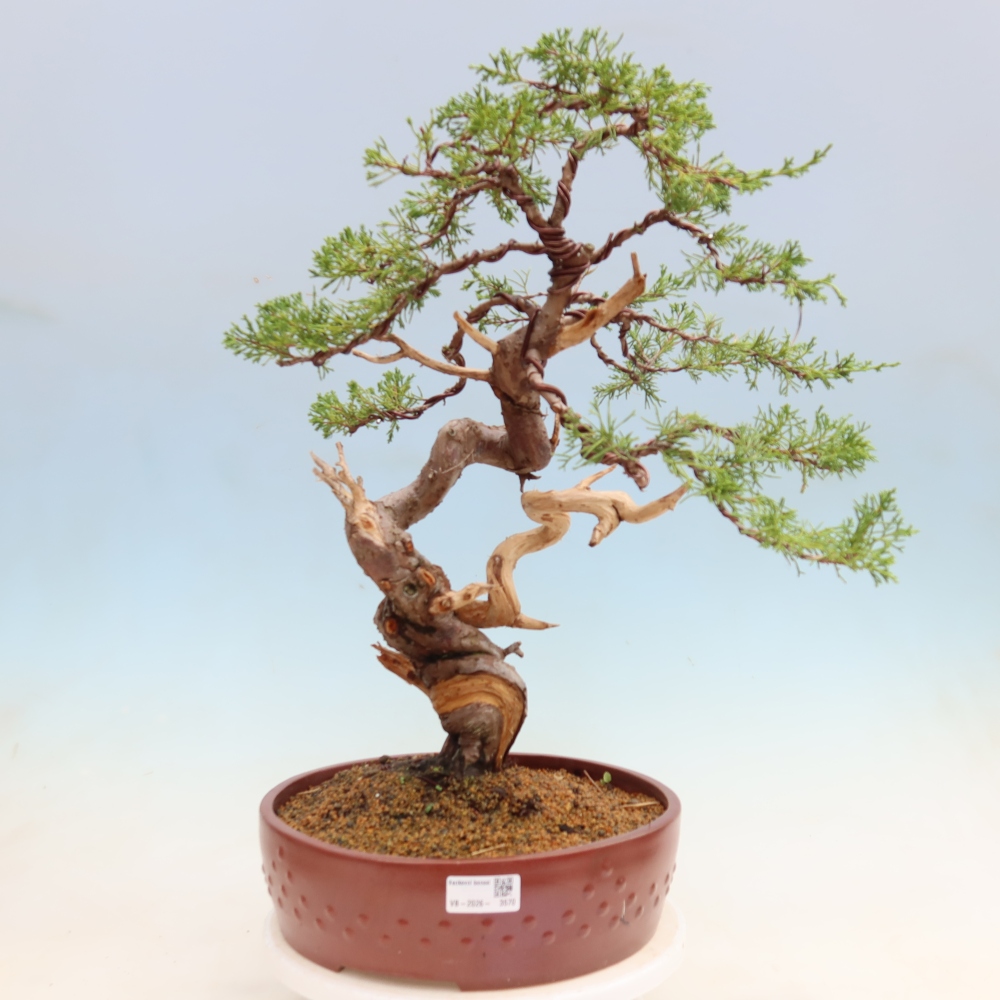 Bonsai ogrodowe – Juniperus chinensis Itoigawa – jałowiec chiński
