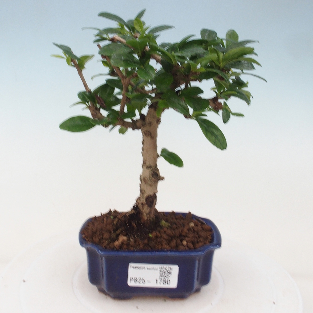 Bonsai wewnętrzne - Carmona makrophylla - Herbata Fuki