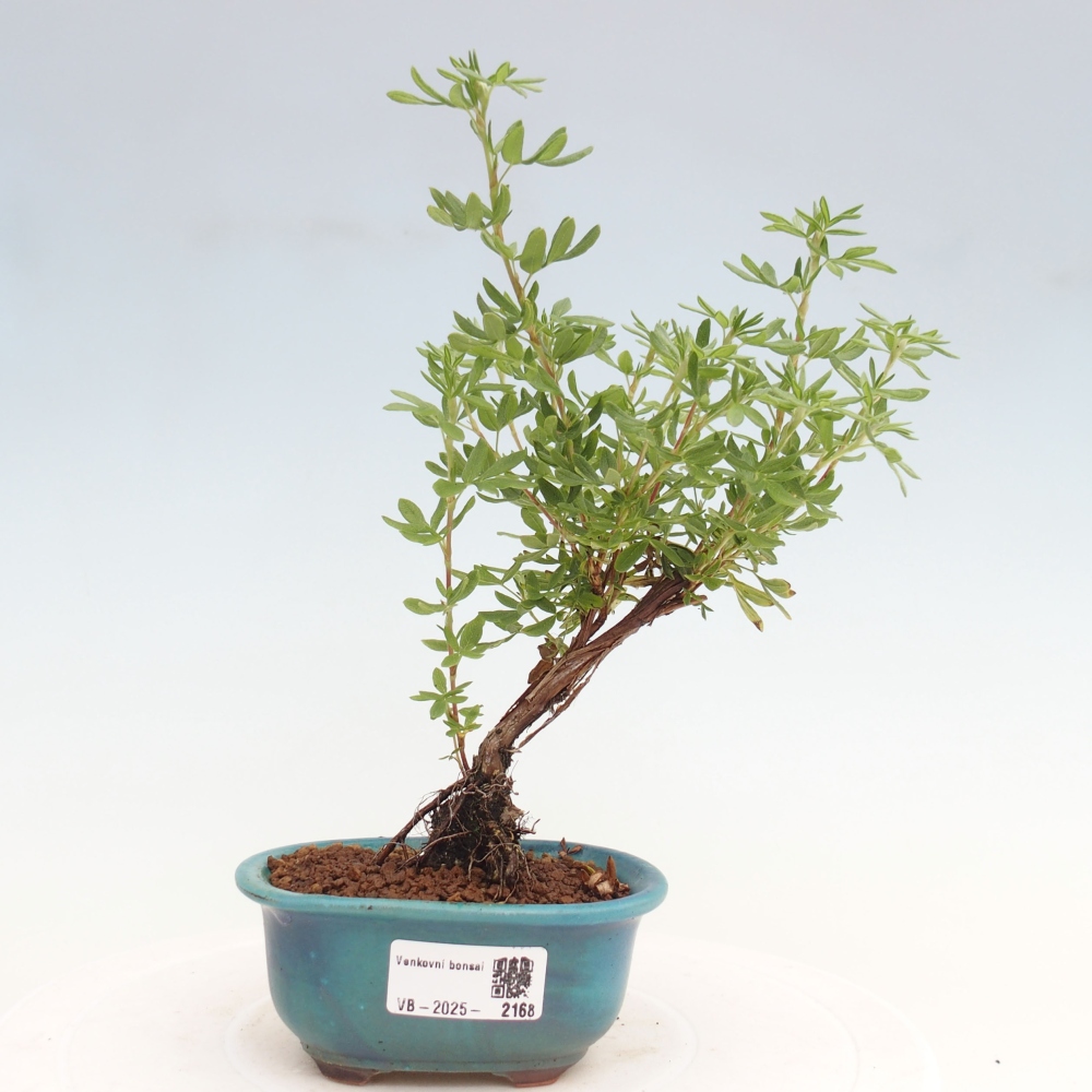 Outdoor bonsai-Pięciolistnik - Potentila fruticosa żółty Ptak