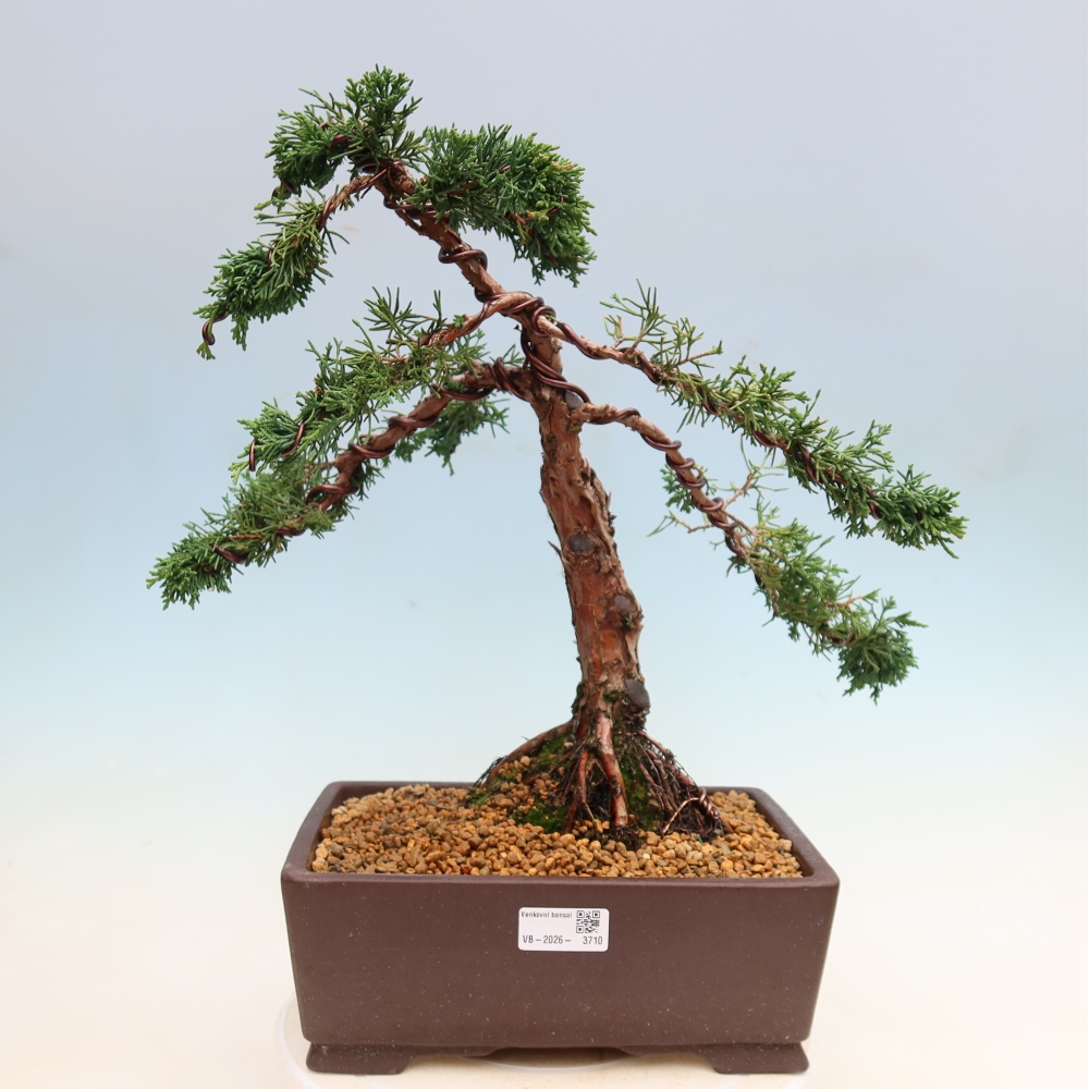 Outdoor bonsai - Juniperus chinensis Kishu
