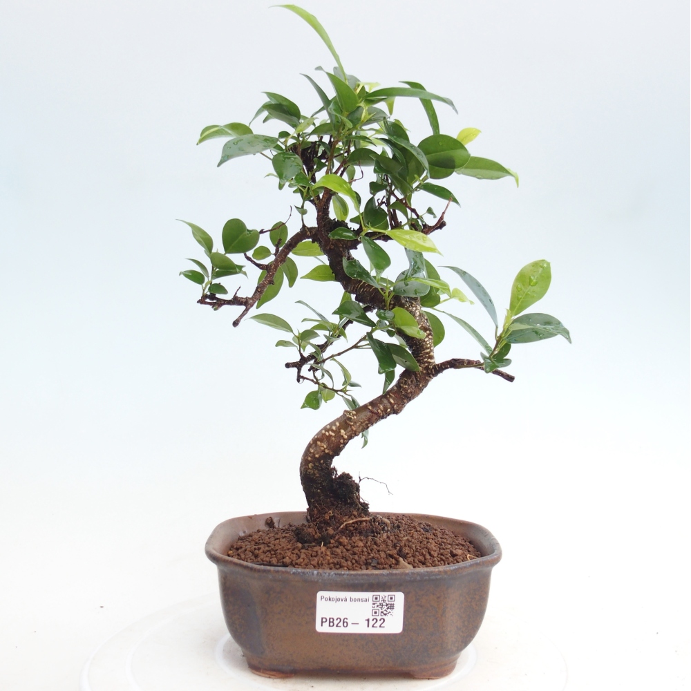 Pokój bonsai - Ficus retusa - figowiec drobnolistny