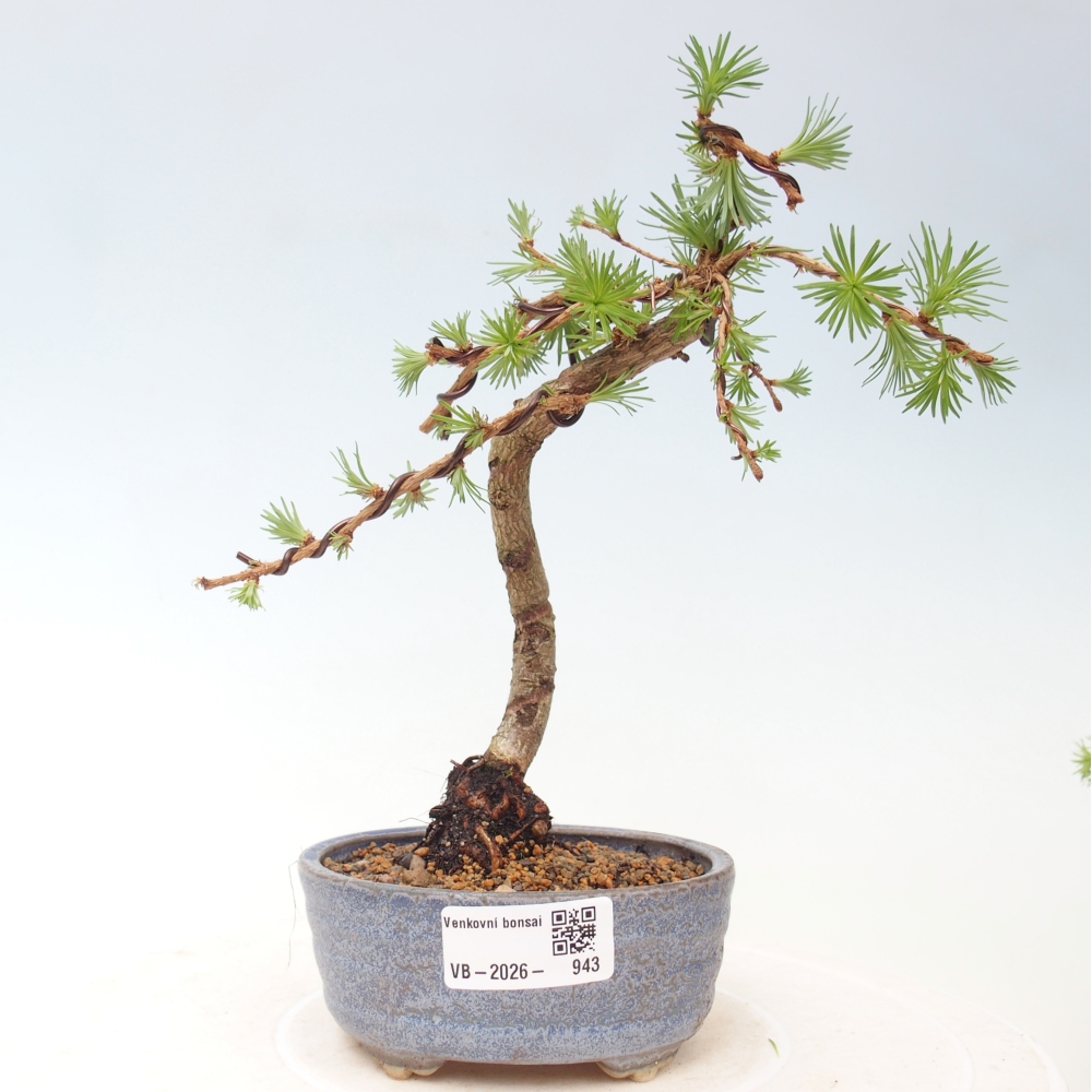 Outdoor bonsai - Larix Kaempferi - Modrzew japoński