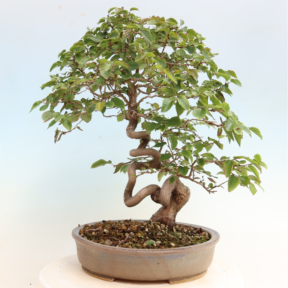 Outdoor bonsai - Carpinus CARPINOIDES - grab koreański
