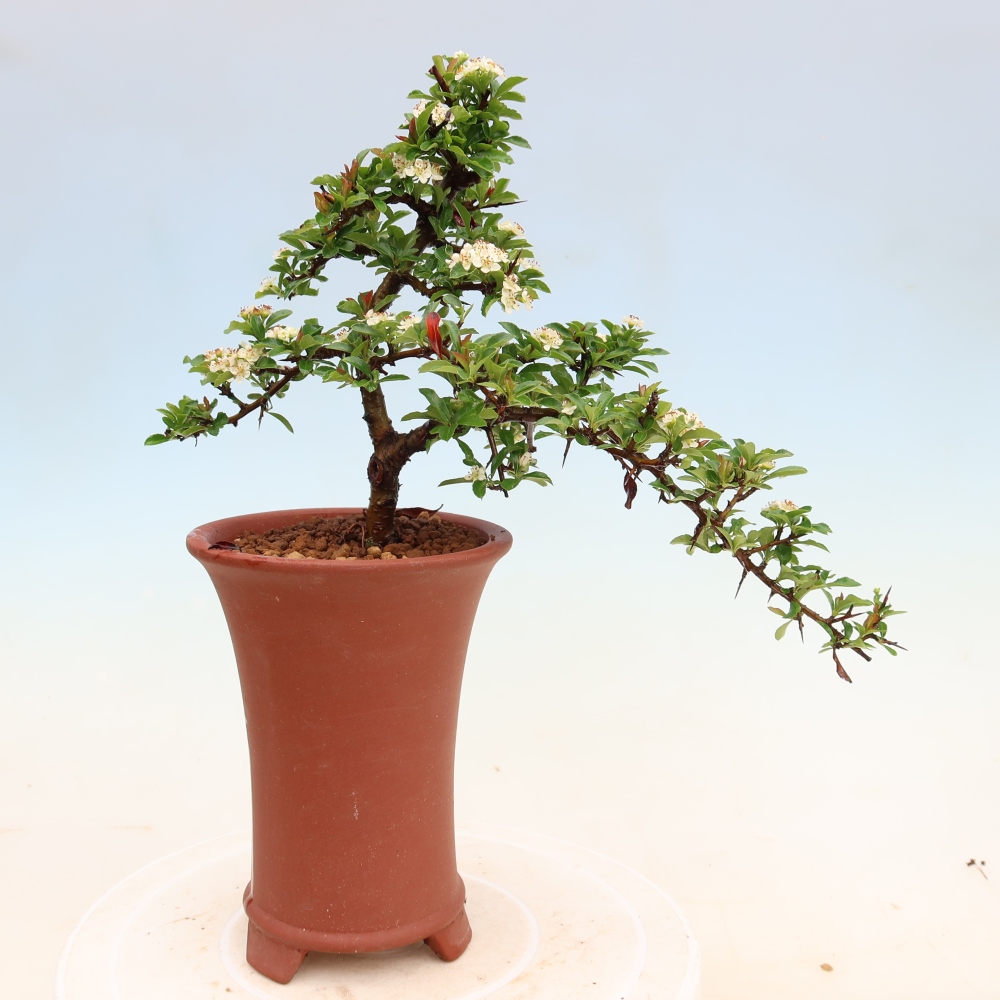 Bonsai ogrodowe – Pyracantha teton – ognik szkarłatny