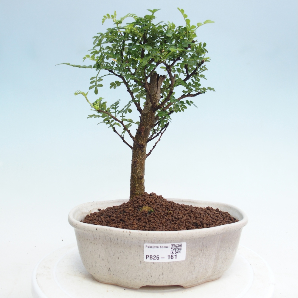 Pokój bonsai - Zantoxylum piperitum - drzewo pieprzowe