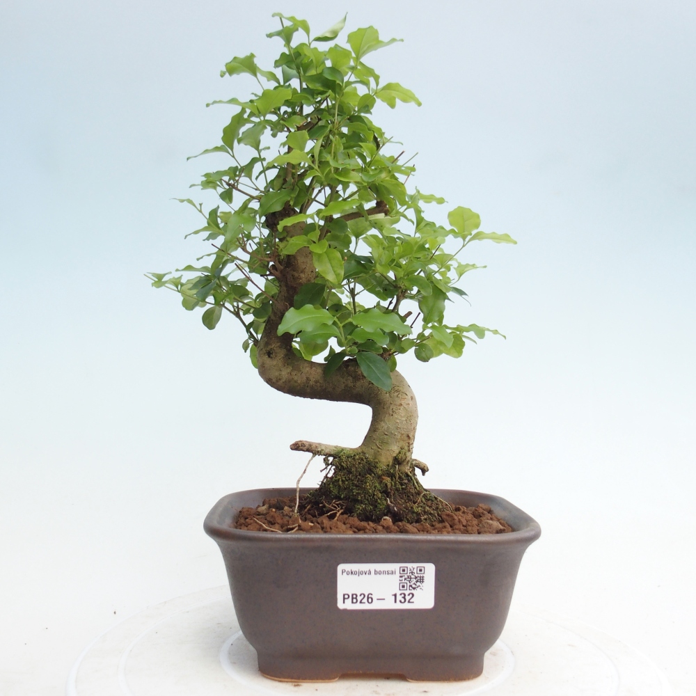 Pokój bonsai - Ligustrum chinensis - Dziób ptaka