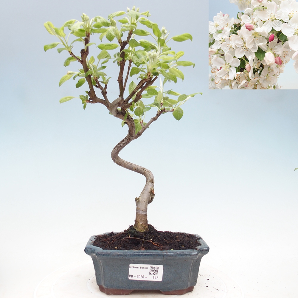 Outdoor bonsai - Malus halliana - Jabłoń drobnoowocowa