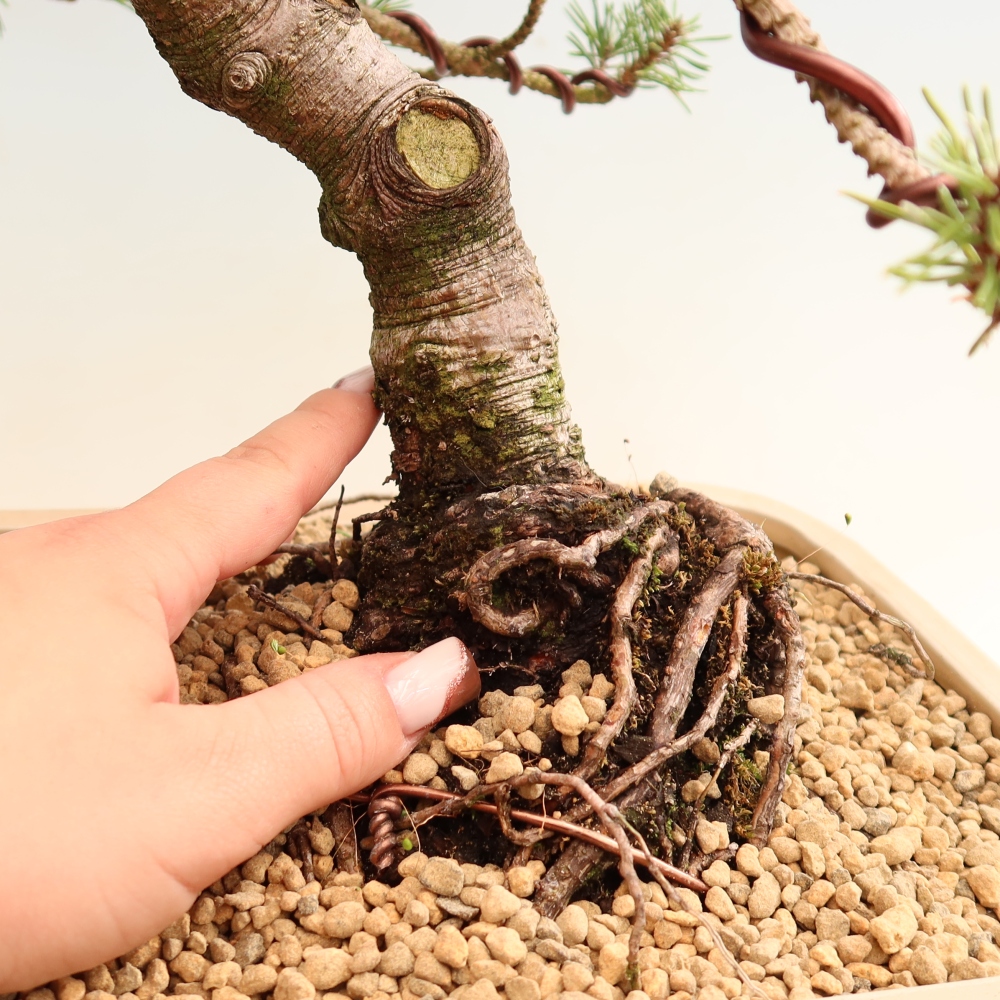 Bonsai ogrodowe – Pinus mugo Humpy – sosna karłowata