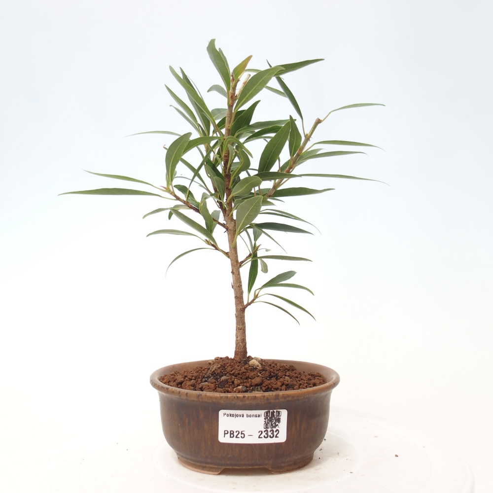Bonsai wewnętrzne - Ficus nerifolia - figowiec drobnolistny