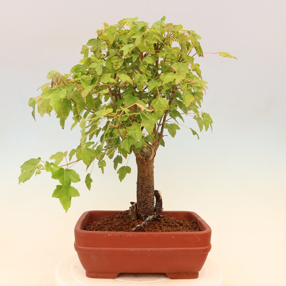 Outdoor bonsai - Klon burgeryjski - Acer burgerianum