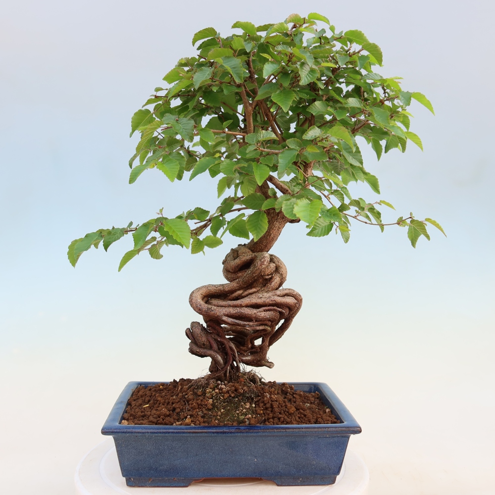 Outdoor bonsai - Carpinus coreana - grab koreański