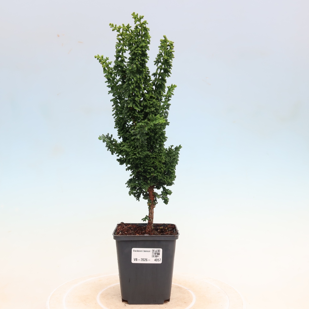 Bonsai zewnętrzne - Cham. obtusa SEKKA HINOKI - Cyprys