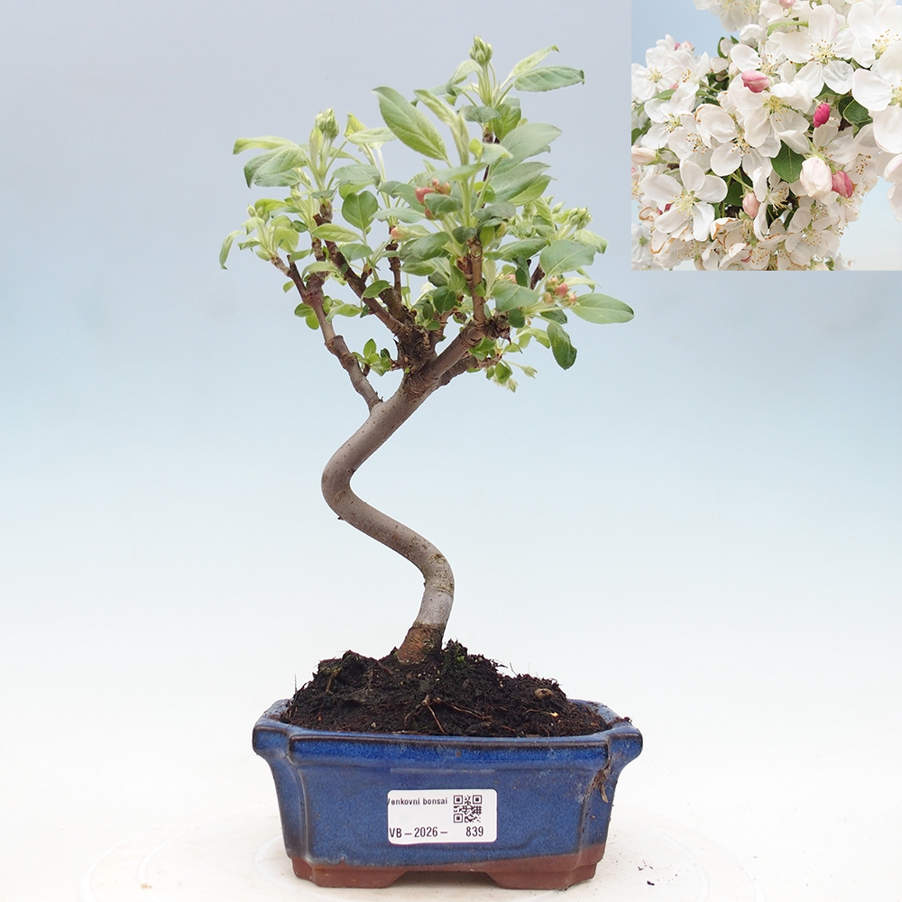 Outdoor bonsai - Malus halliana - Jabłoń drobnoowocowa