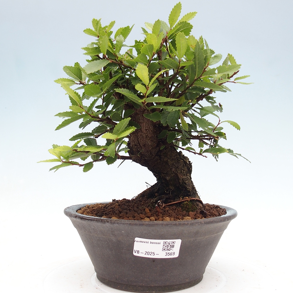 Bonsai zewnętrzne - Zelkova - Zelkova NIRE