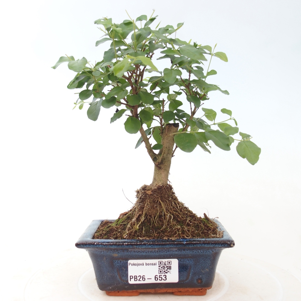 Pokój bonsai - Ligustrum chinensis - Dziób ptaka