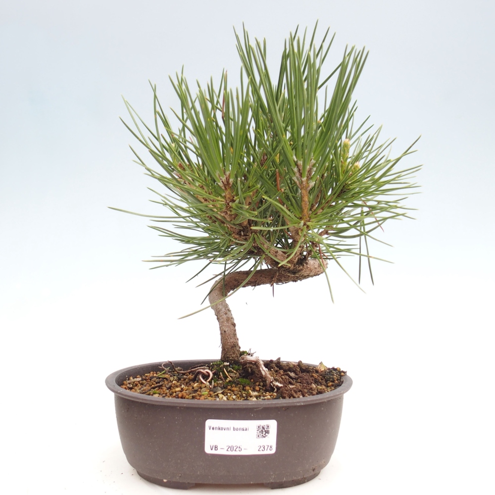 Bonsai ogrodowe - Pinus thunbergii - Sosna Thunbergia