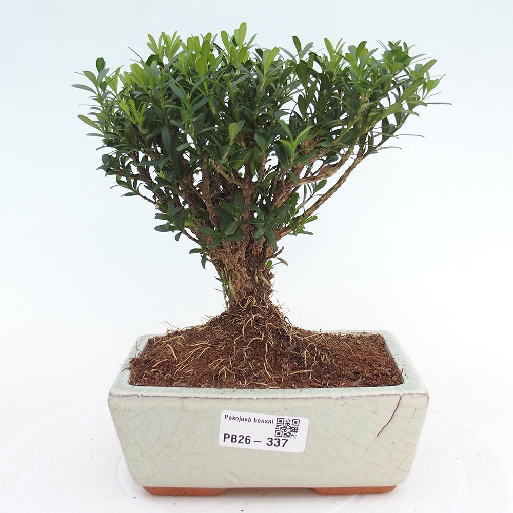 Pokój bonsai - Buxus harlandii - buxus korkowy