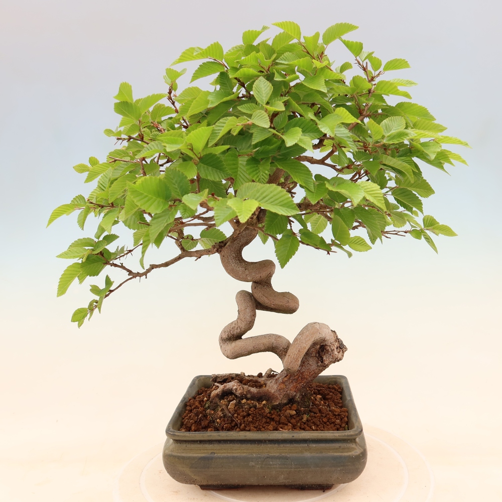 Outdoor bonsai - Carpinus coreana - grab koreański