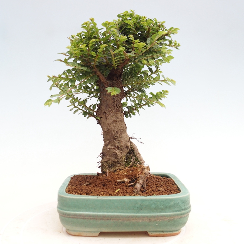 Bonsai zewnętrzne - Ulmus parvifolia Hokkaido - wiąz chiński