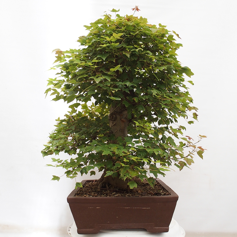 Outdoor bonsai - Maple Buergerianum - Burger Maple